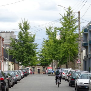 arbres et contraintes urbaines