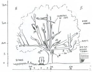 schéma expertise de l'arbre - source : Thomas Schmutz