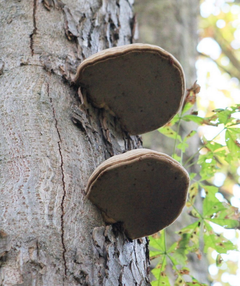 arbre et carpophore champignon lignivore