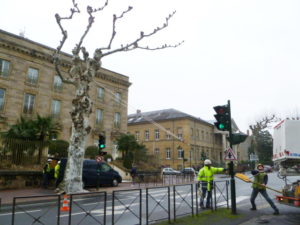 arbre et test de traction