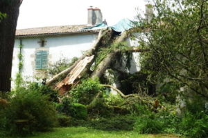 dommages liés aux arbres