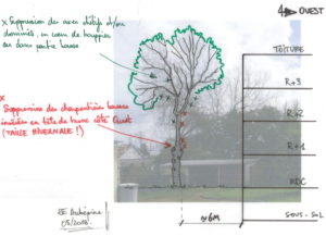 schéma d'élagage annoté sur photo